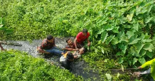 নরসুন্দা নদীতে কচুরিপানায় দুই ভাই আটকা, প্রাণে বেঁচে গেলেন